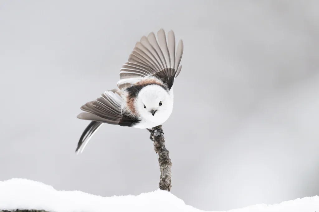 北长尾山雀(Aegithalos caudatus)