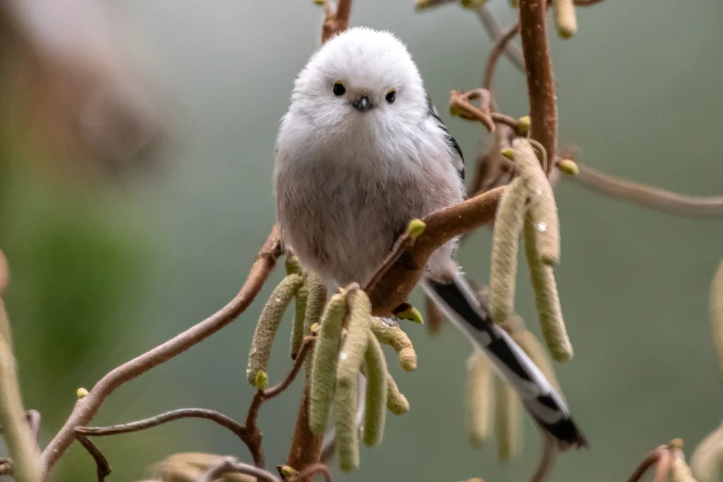 北长尾山雀(Aegithalos caudatus)