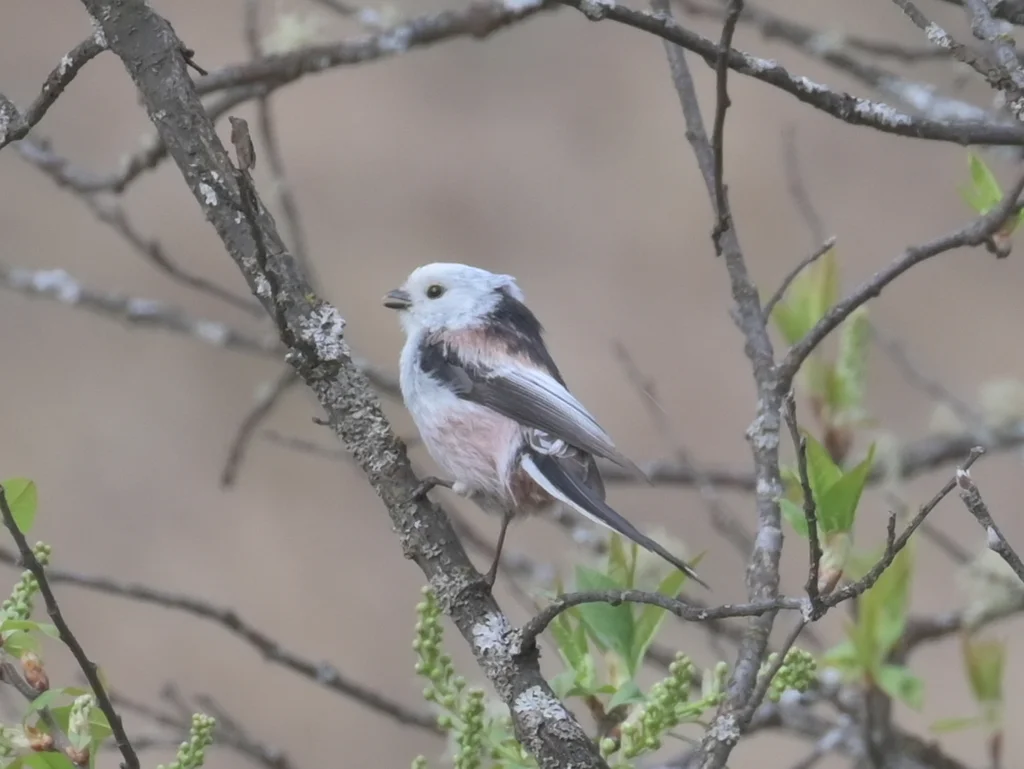 北长尾山雀(Aegithalos caudatus)