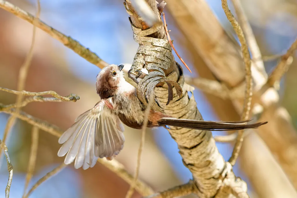 北长尾山雀(Aegithalos caudatus)