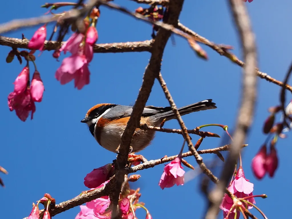 红头长尾山雀(Aegithalos concinnus)