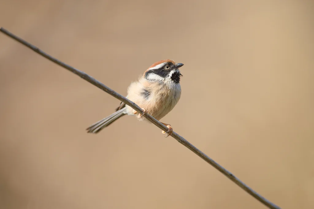 红头长尾山雀(Aegithalos concinnus)