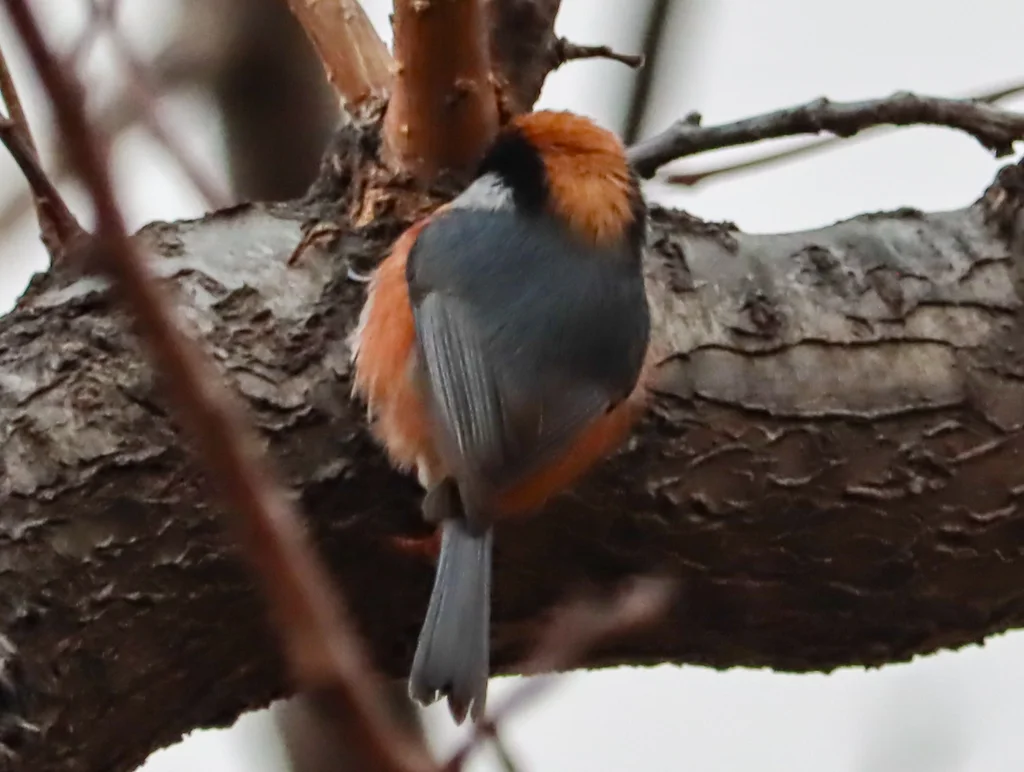红头长尾山雀(Aegithalos concinnus)