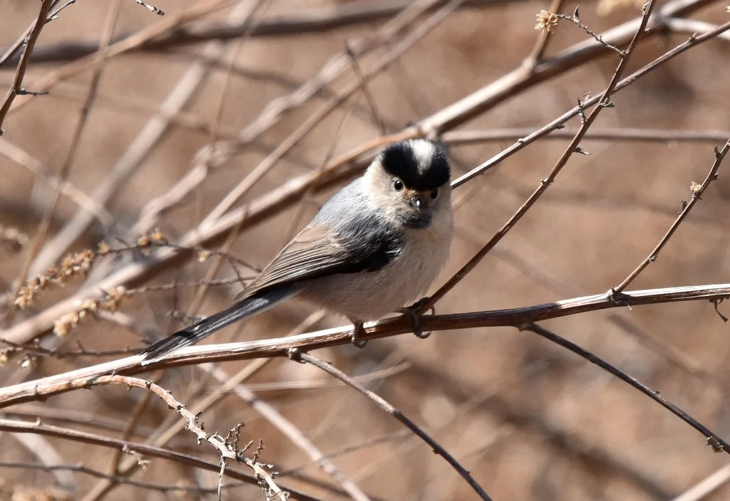 银喉长尾山雀(Aegithalos glaucogularis)