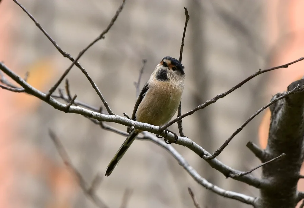 银喉长尾山雀(Aegithalos glaucogularis)