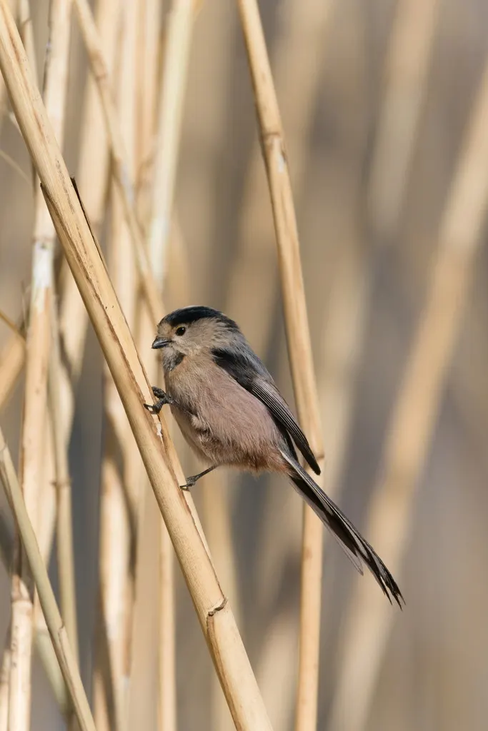 银喉长尾山雀(Aegithalos glaucogularis)