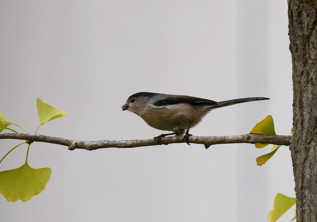 银喉长尾山雀(Aegithalos glaucogularis)