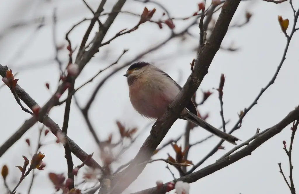 银喉长尾山雀(Aegithalos glaucogularis)