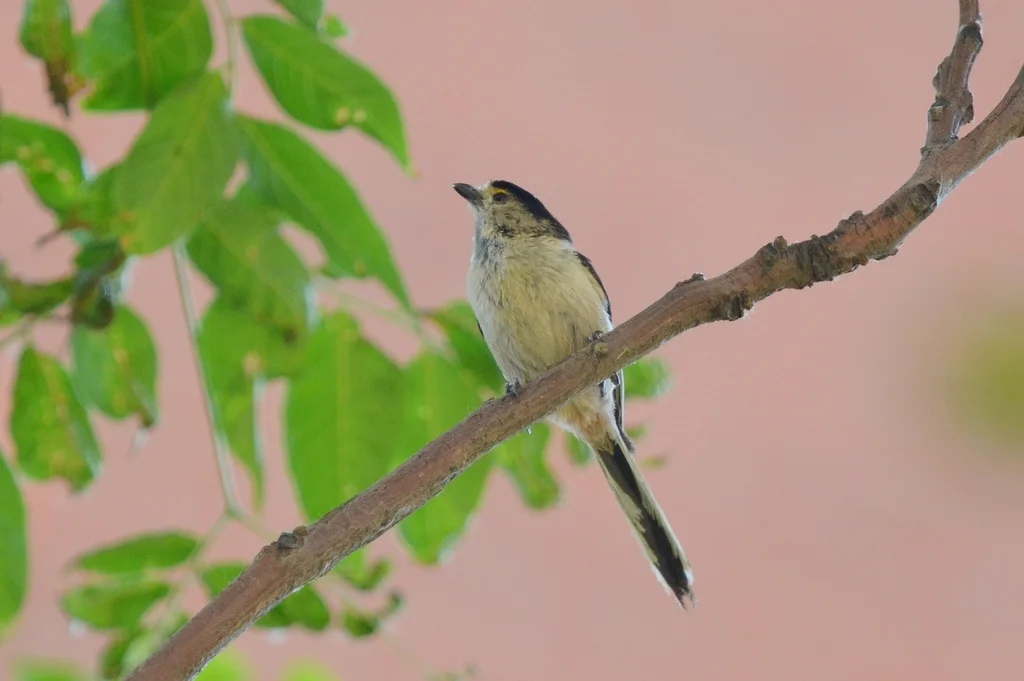 银喉长尾山雀(Aegithalos glaucogularis)