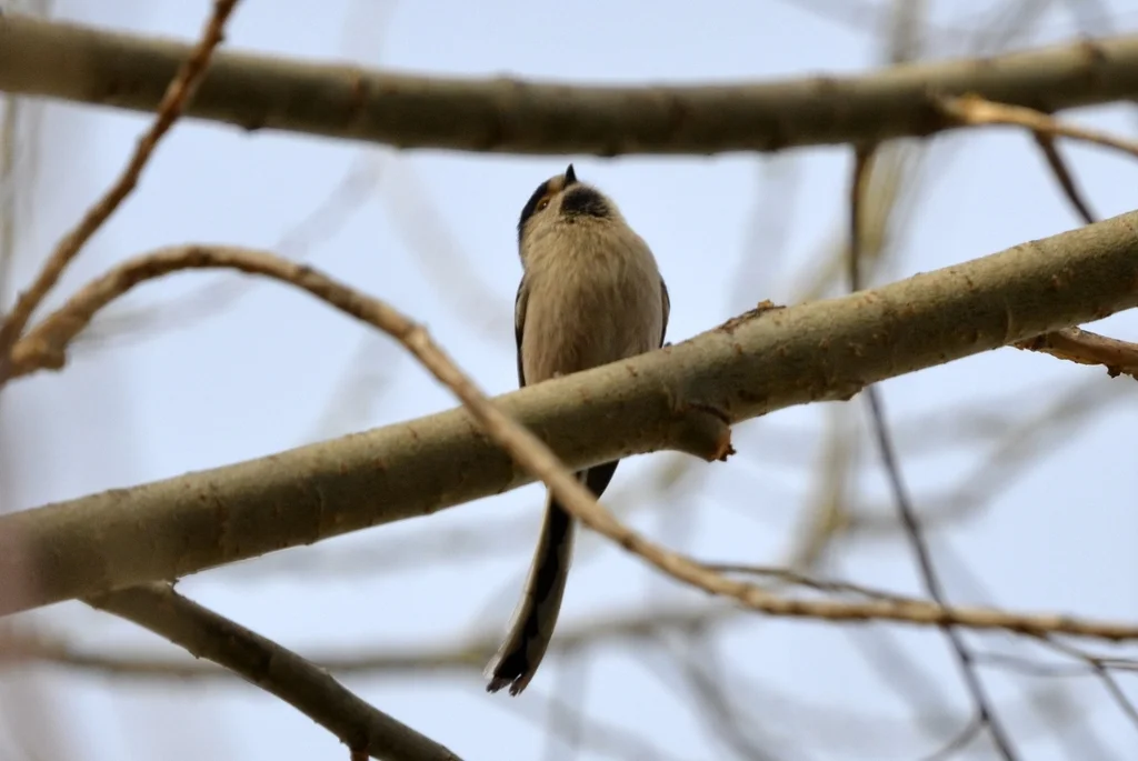 银喉长尾山雀(Aegithalos glaucogularis)