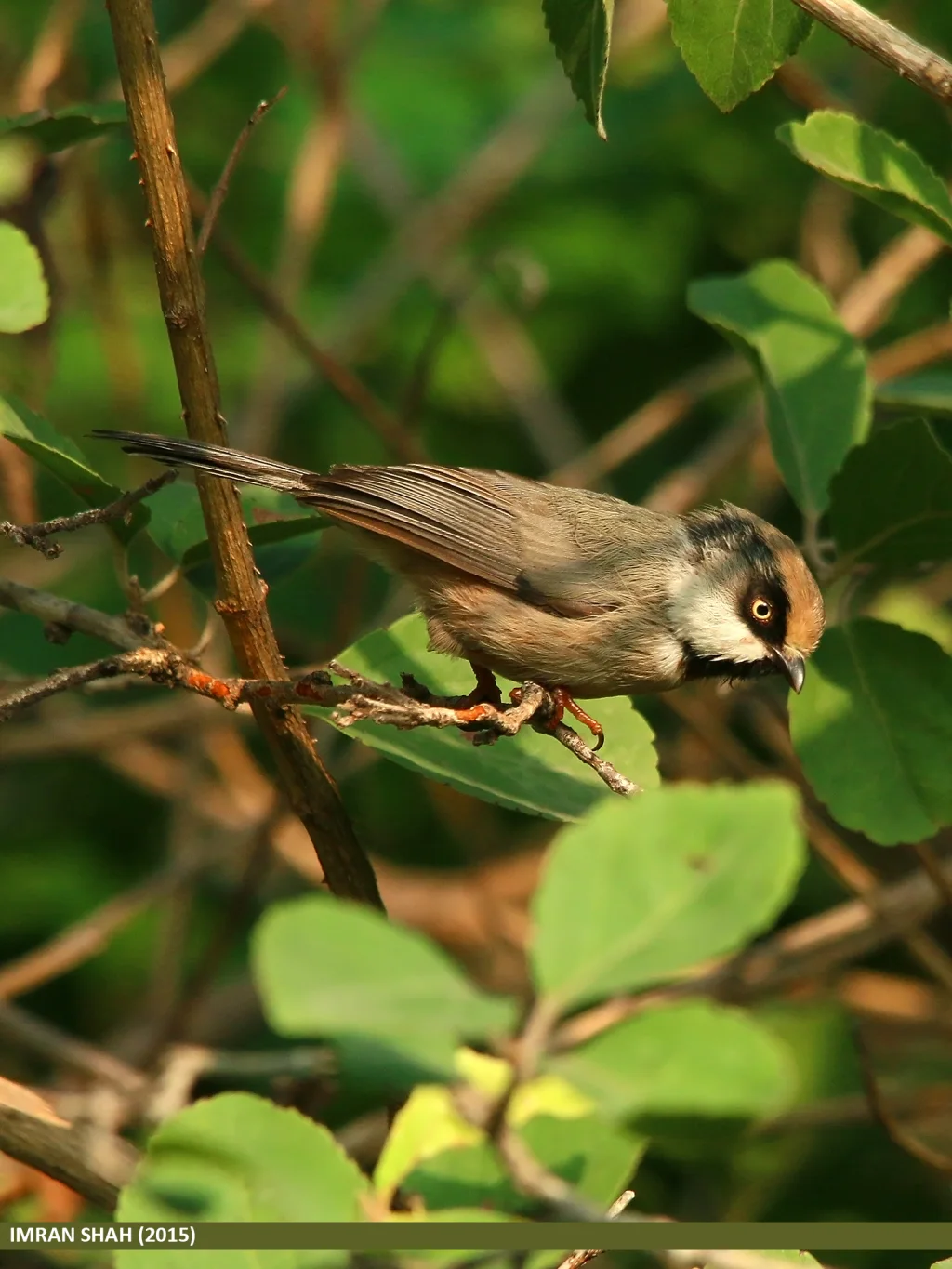 白颊长尾山雀(Aegithalos leucogenys)
