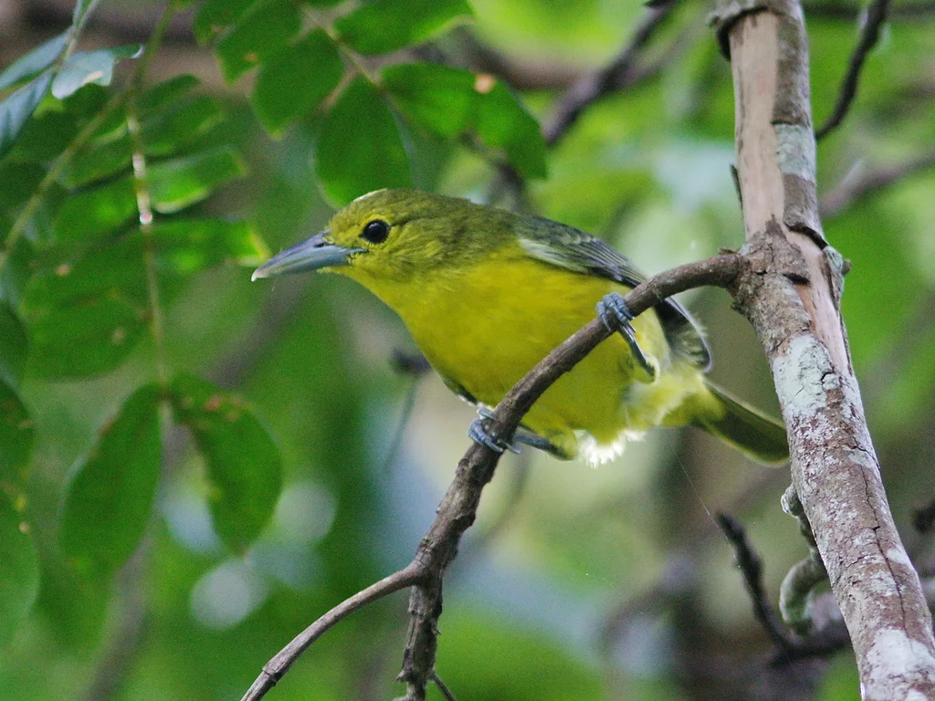 大绿雀鹎(Aegithina lafresnayei)