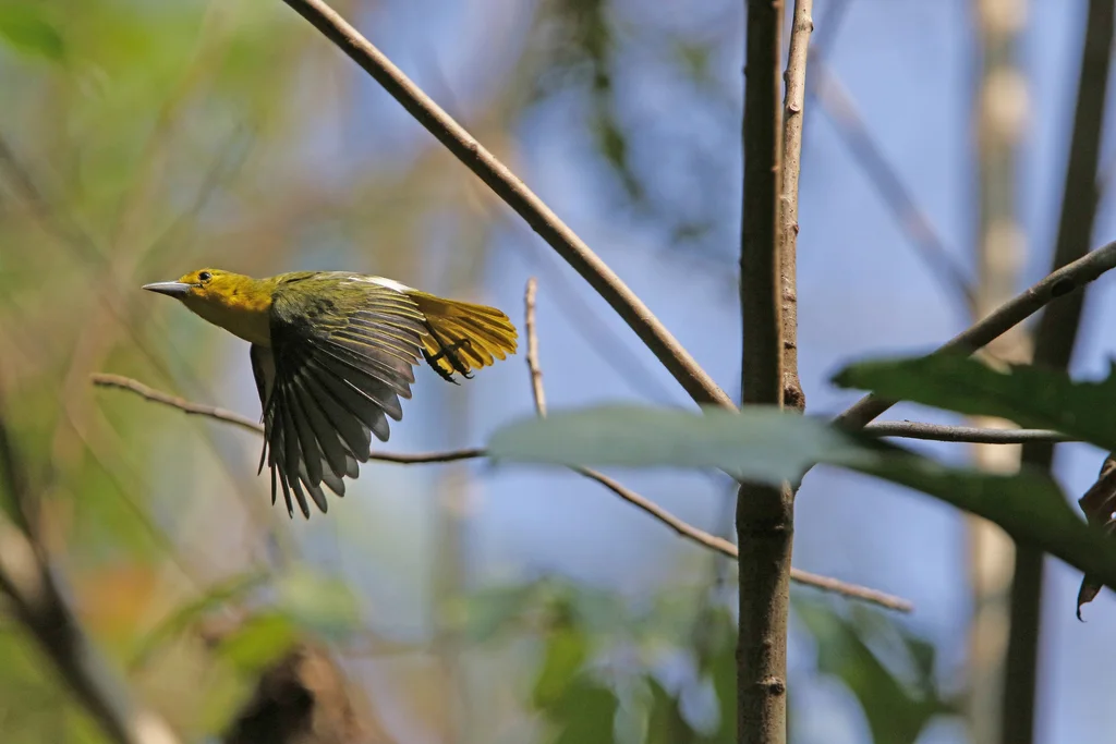 大绿雀鹎(Aegithina lafresnayei)