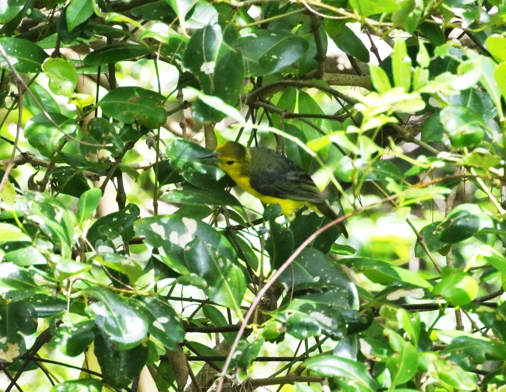 大绿雀鹎(Aegithina lafresnayei)