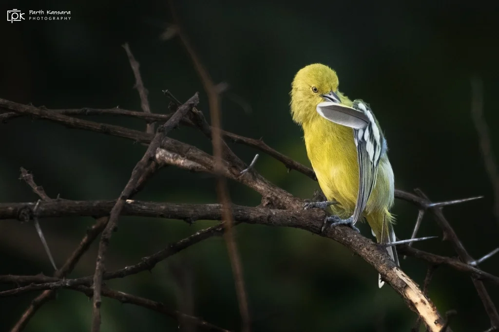 白尾雀鹎(Aegithina nigrolutea)