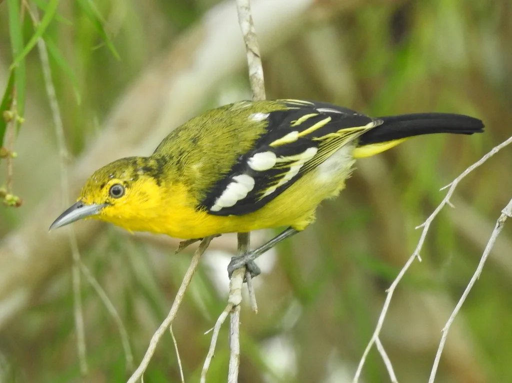 黑翅雀鹎(Aegithina tiphia)