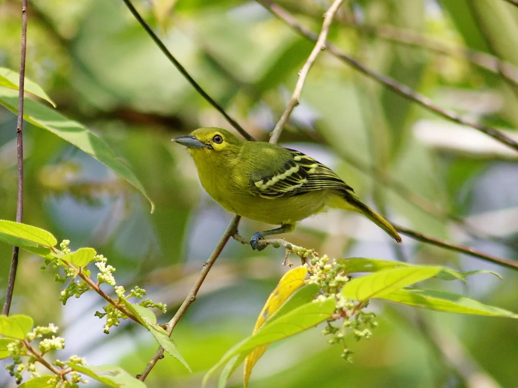 绿雀鹎(Aegithina viridissima)
