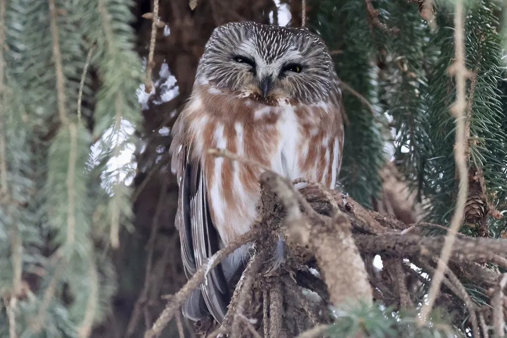 棕榈鬼鸮(Aegolius acadicus)
