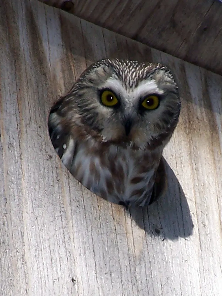 棕榈鬼鸮(Aegolius acadicus)