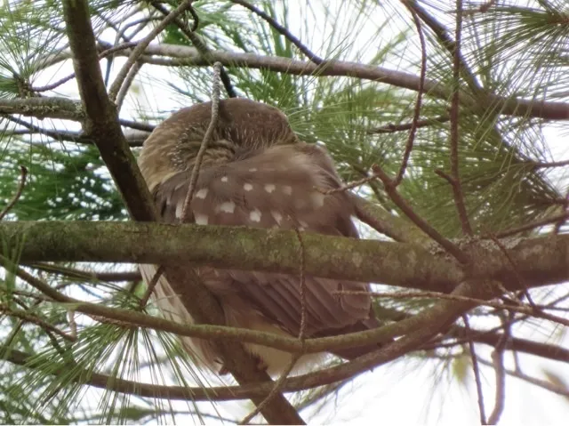 棕榈鬼鸮(Aegolius acadicus)