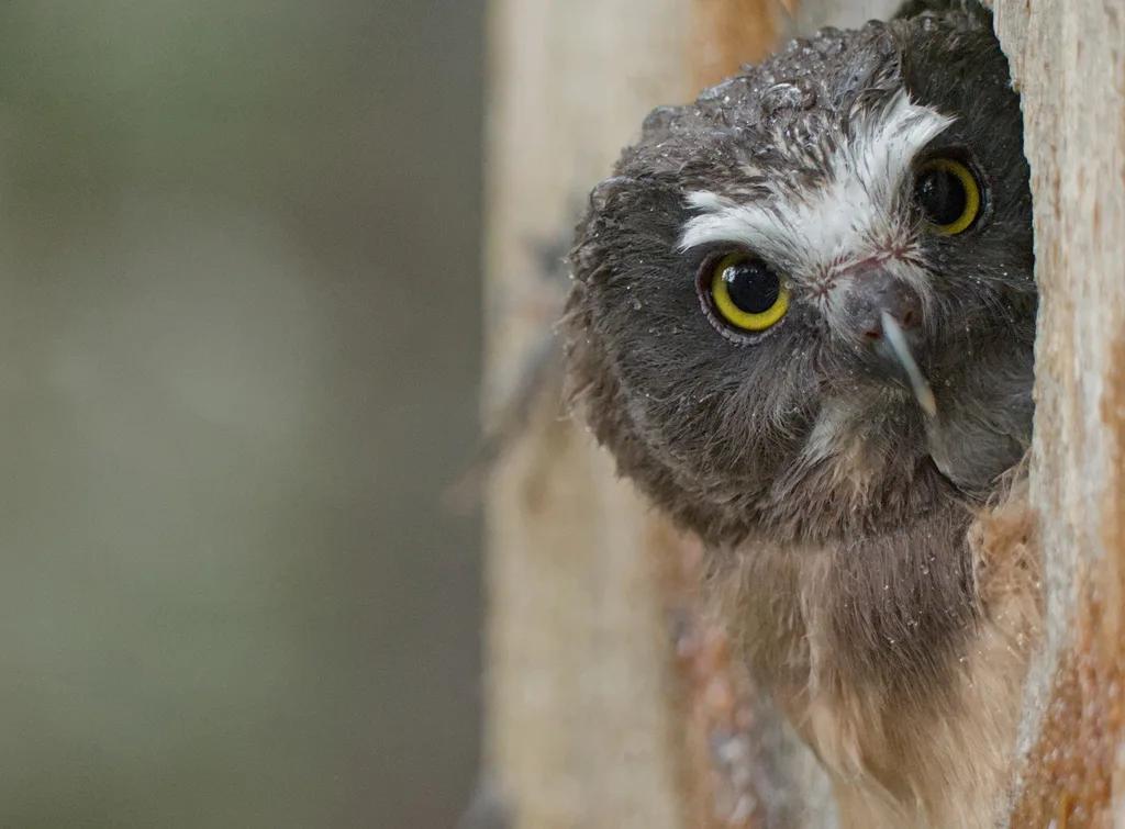 棕榈鬼鸮(Aegolius acadicus)