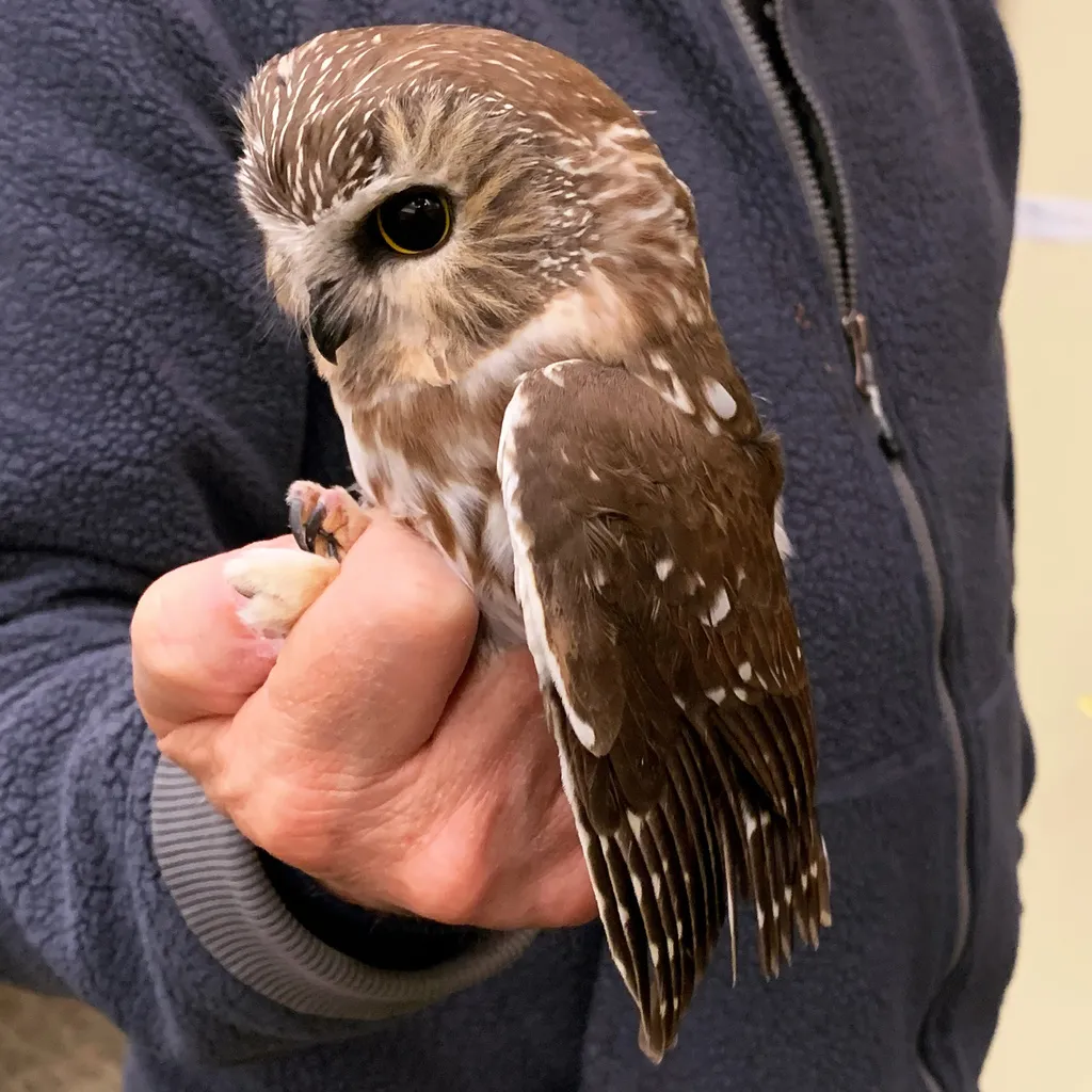 棕榈鬼鸮(Aegolius acadicus)