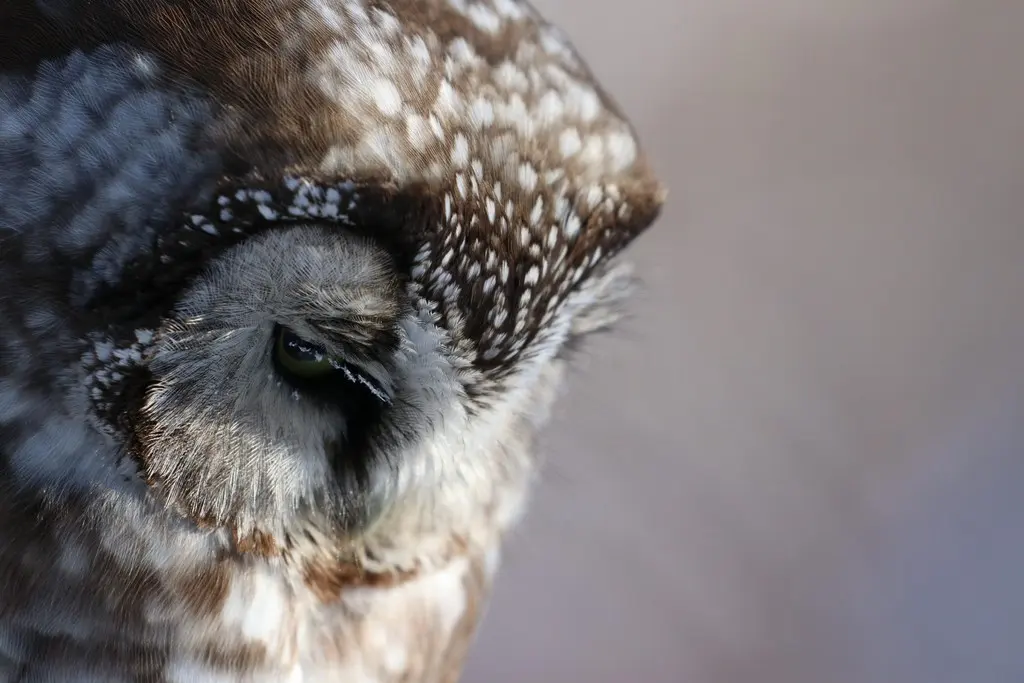 鬼鸮(Aegolius funereus)