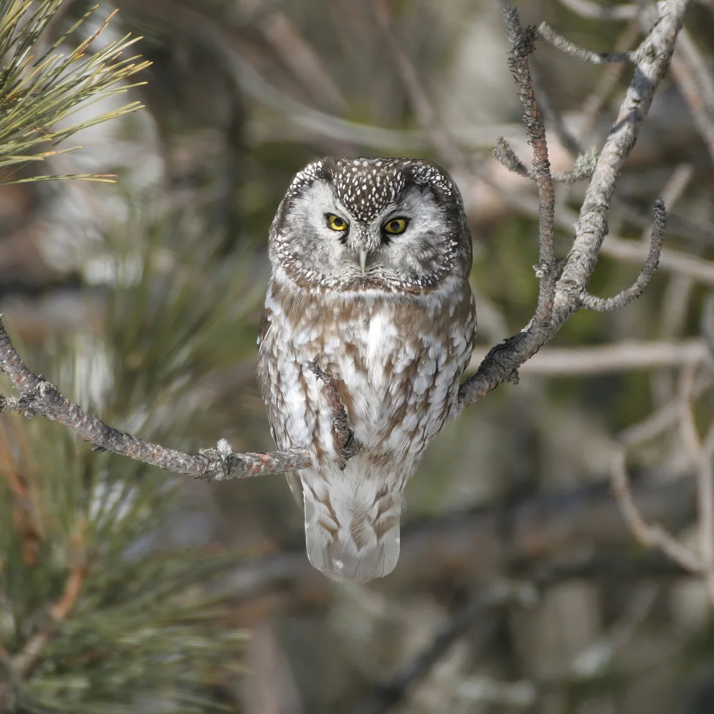 鬼鸮(Aegolius funereus)