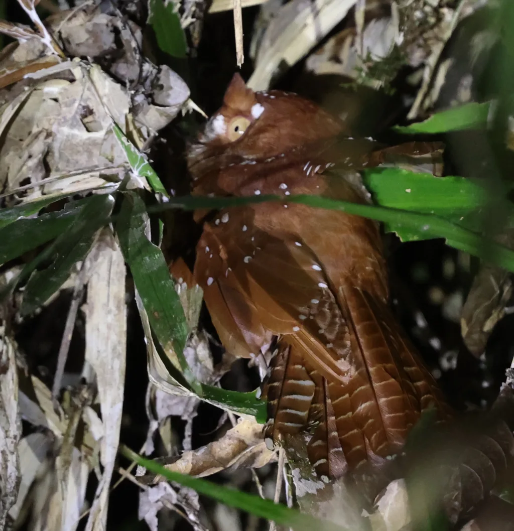 星斑裸鼻夜鹰(Aegotheles tatei)