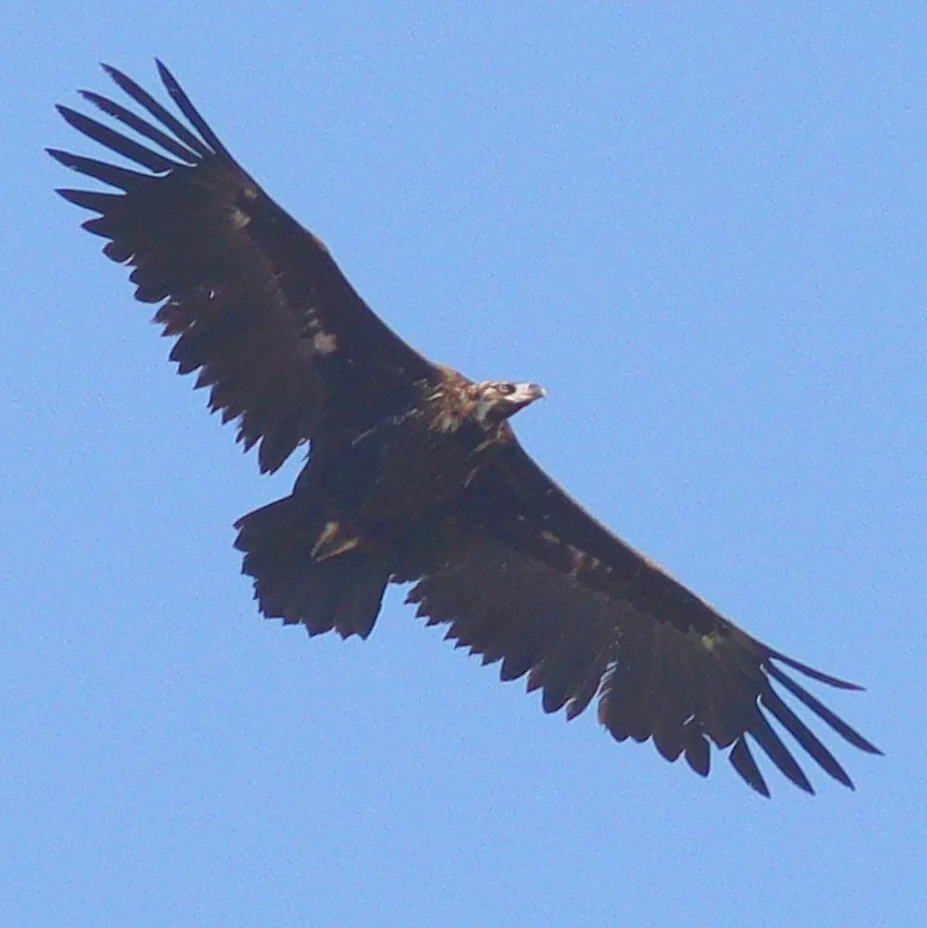 秃鹫(Aegypius monachus)