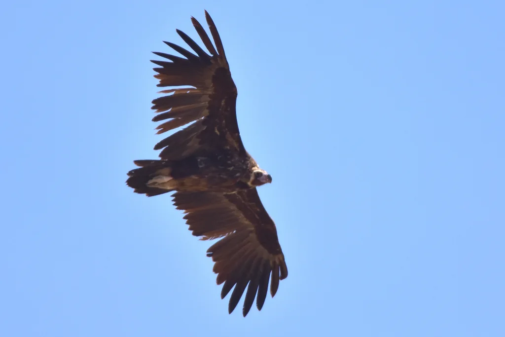 秃鹫(Aegypius monachus)