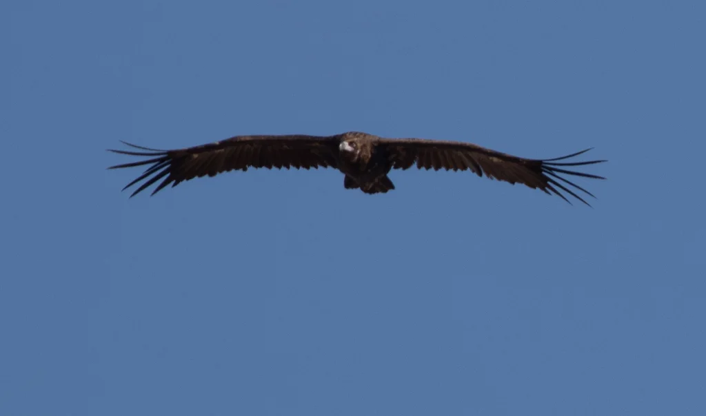 秃鹫(Aegypius monachus)