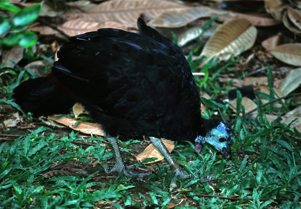 肉垂塚雉(Aepypodius arfakianus)