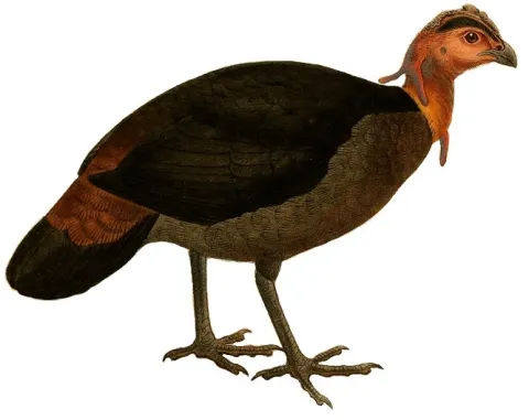 冠塚雉