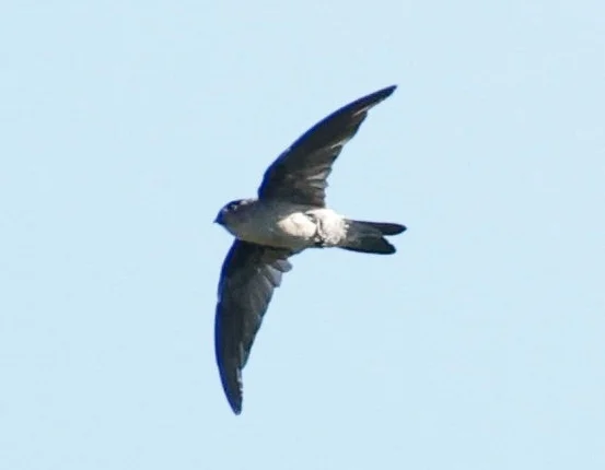 塞舌尔金丝燕(Aerodramus elaphrus)
