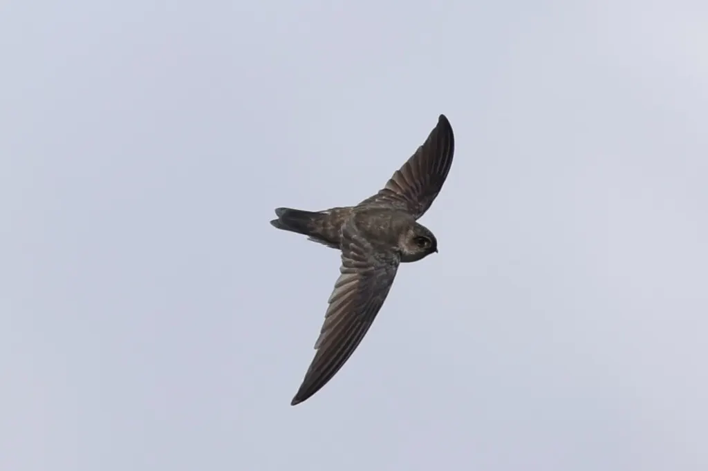 爪哇金丝燕(Aerodramus fuciphagus)