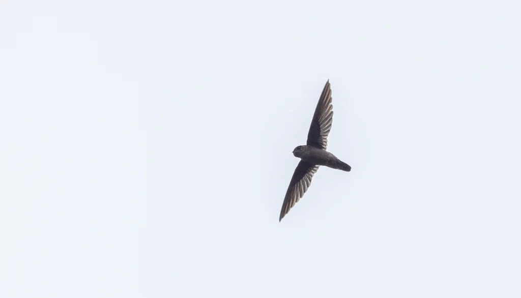 菲律宾金丝燕(Aerodramus mearnsi)