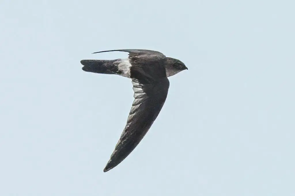 澳大利亚金丝燕(Aerodramus terraereginae)