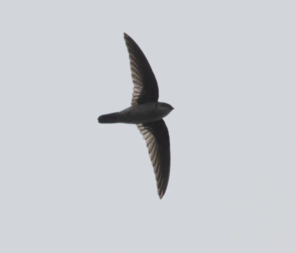 澳大利亚金丝燕(Aerodramus terraereginae)