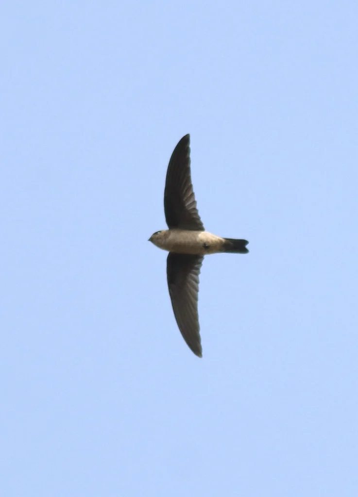 印度金丝燕(Aerodramus unicolor)