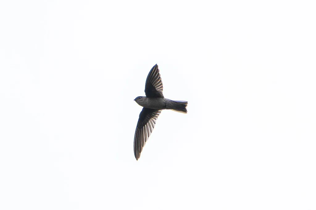 印度金丝燕(Aerodramus unicolor)