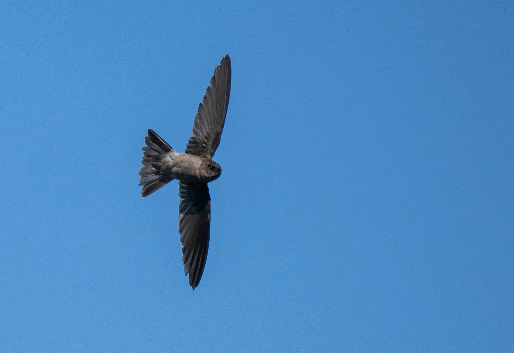火山金丝燕(Aerodramus vulcanorum)