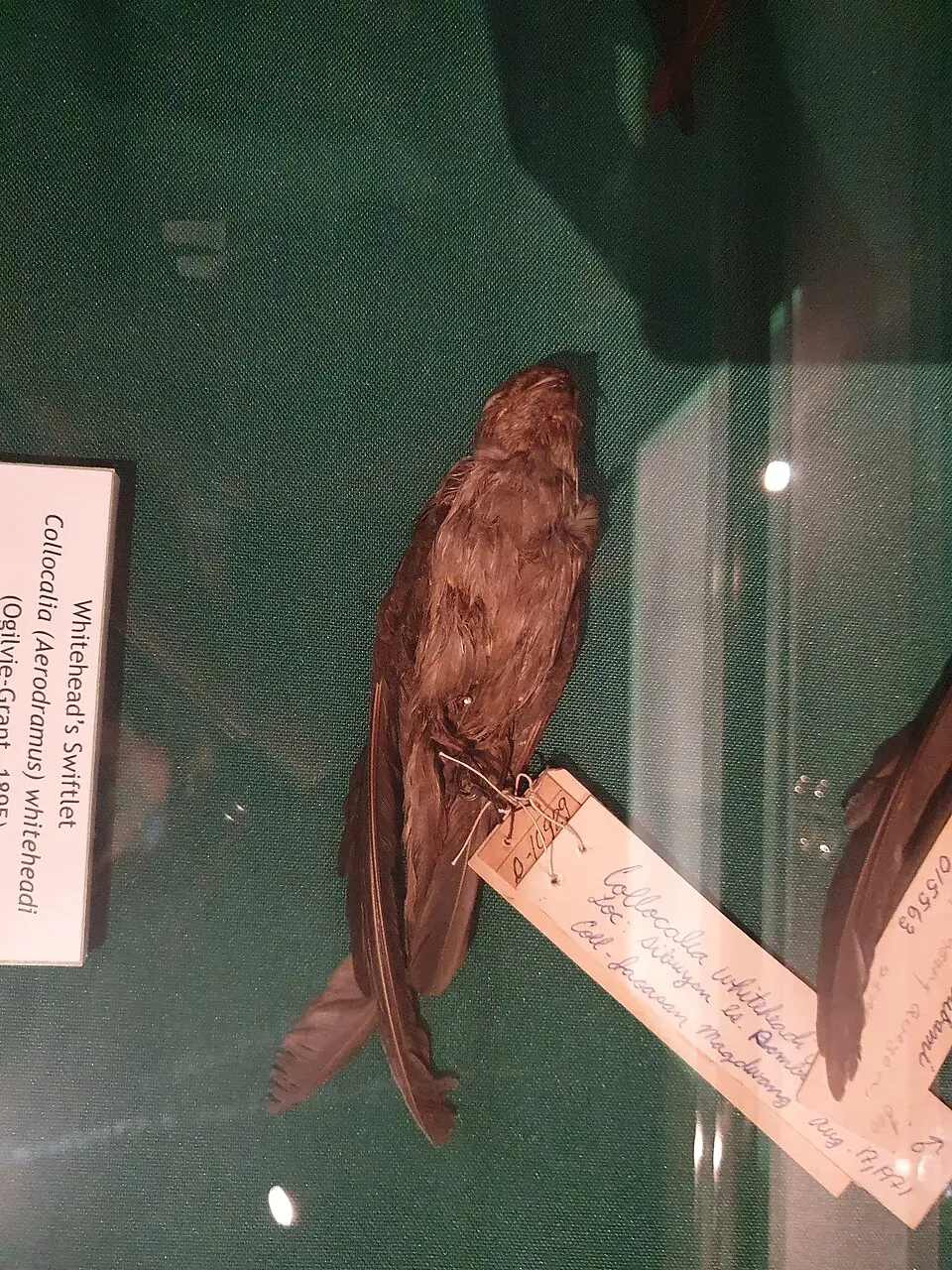 怀氏金丝燕(Aerodramus whiteheadi)