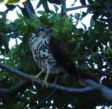 非洲鹰(Aerospiza tachiro)