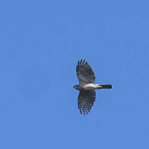 非洲鹰(Aerospiza tachiro)