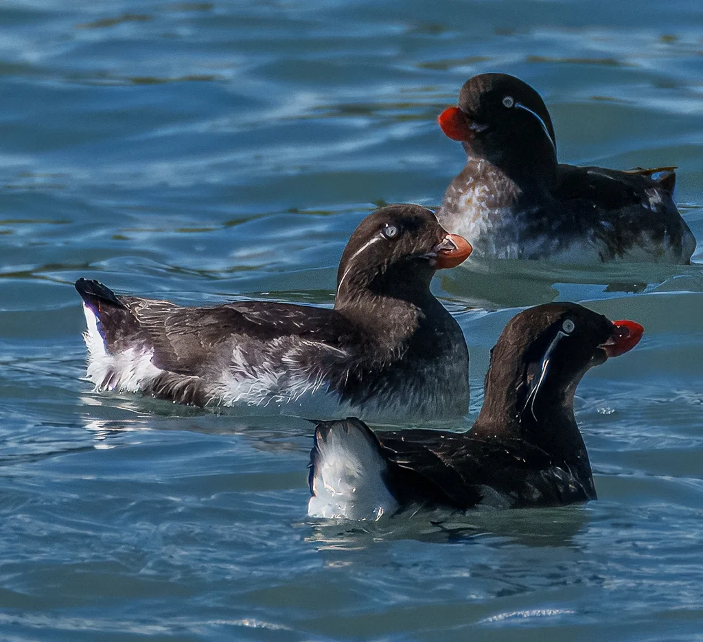 白腹海雀(Aethia psittacula)