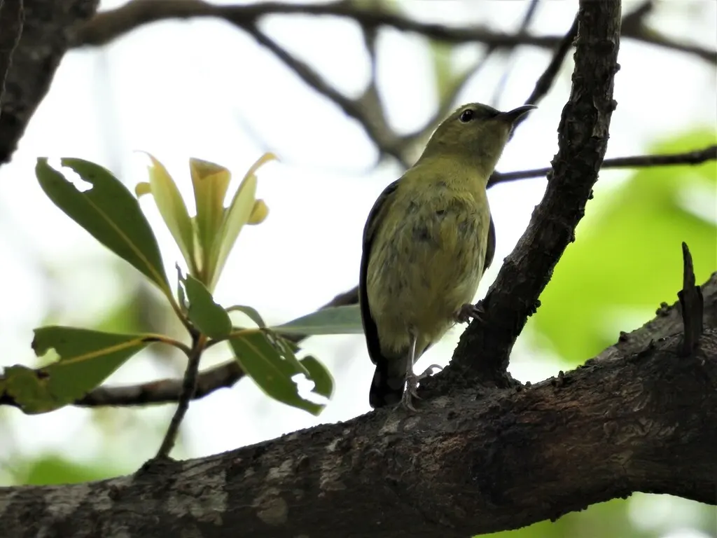 叉尾太阳鸟(Aethopyga christinae)