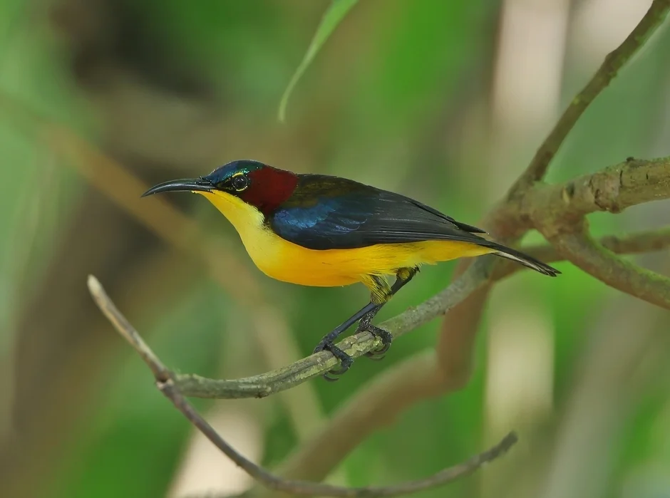 亮丽太阳鸟(Aethopyga duyvenbodei)