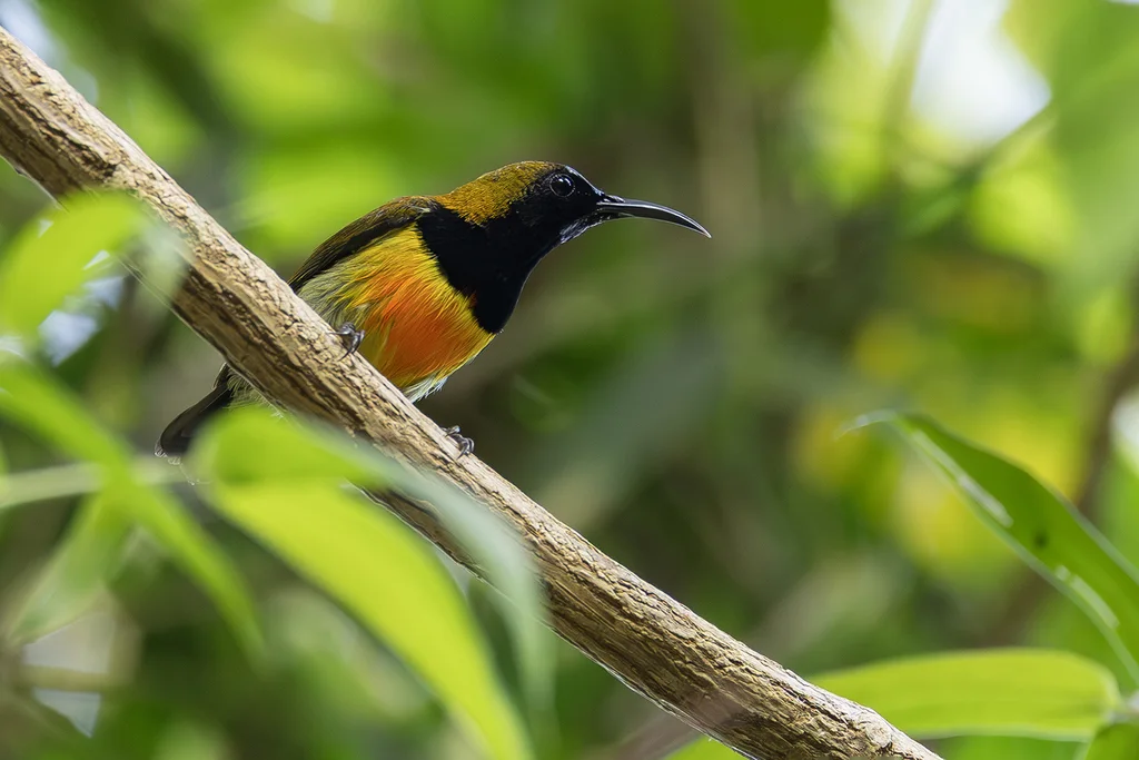 火红太阳鸟(Aethopyga flagrans)