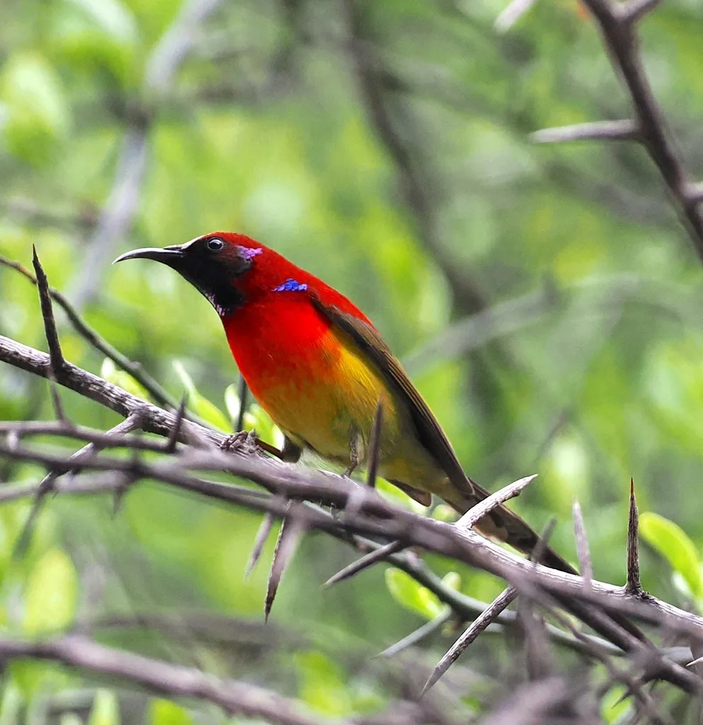 蓝喉太阳鸟(Aethopyga gouldiae)